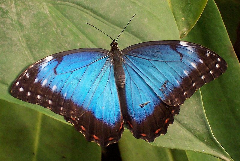 Fot.: Motyl z gatunku Morpho peleides
