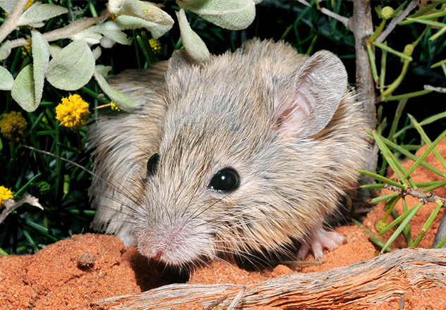 Shark Bay mouse (Pseudomys fieldi).Źródło: Australian Wildlife Conservancy, fot. Wayne Lawler.