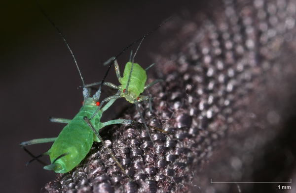 Mszyce (Aphidoidea) fot. Richard Bartz/ Wikipedia CC