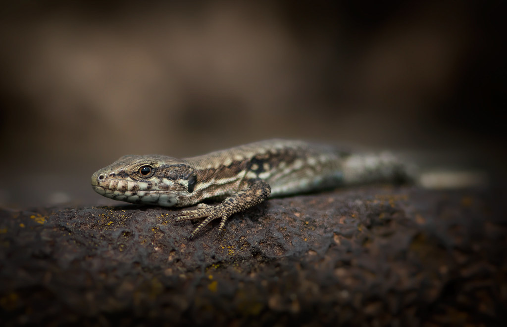 Murówka zwyczajna to kolejny ciepłolubny gatunek, któremu warto się przyglądać, fot. shutterstock