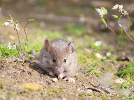 Mysz domowa, fot. Anna Carpendale/Shutterstock