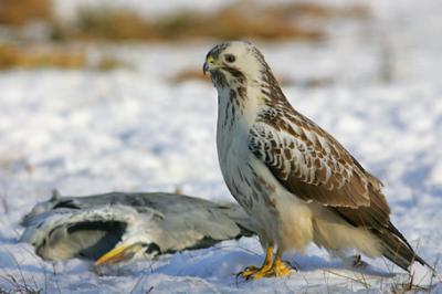 Myszołów, Buteo buteo, Common Buzzard