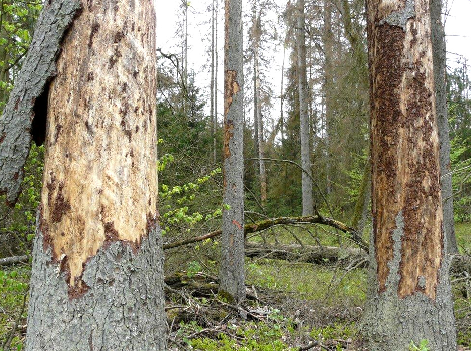 fot. Andrzej Chrenowski, Nadleśnictwo Białowieża