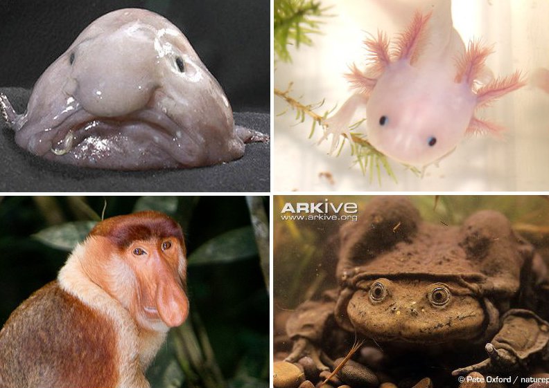 Wybrano najbrzydsze zwierzę świata