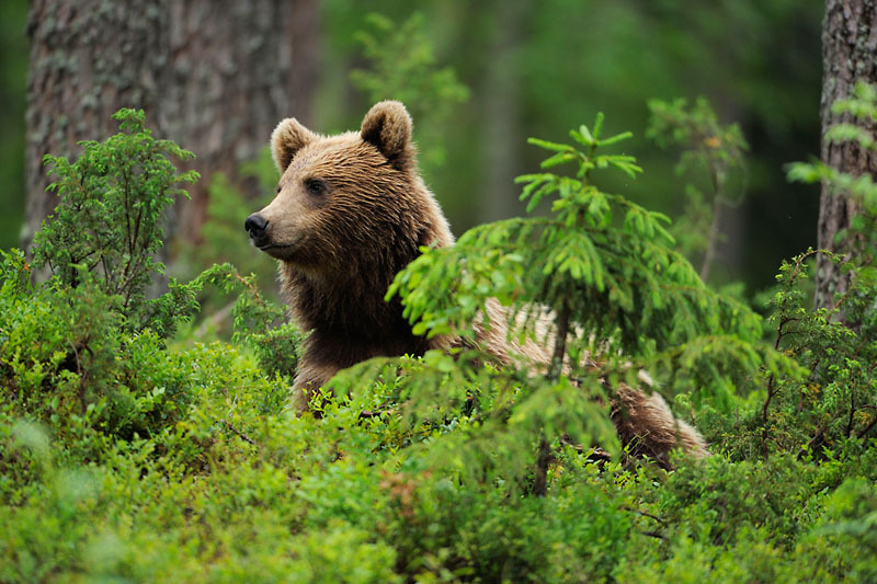 Jabłka i gruszki są dla niedźwiedzi prawdziwym przysmakiem! © Wild Wonders of Europe /Staffan Widstrand / WWF