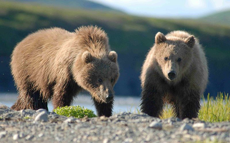Niedźwiedź brunatny Ursus arctos