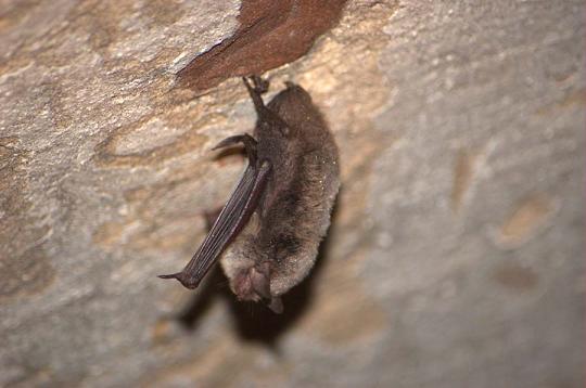 Nocek Natterera (Myotis nattereri)