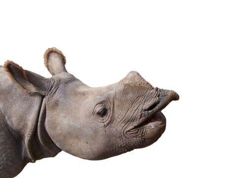 w Republice Południowej Afryki z rąk kłusowników zginęła w tym roku rekordowa liczba nosorożców. Fot. dreamstime