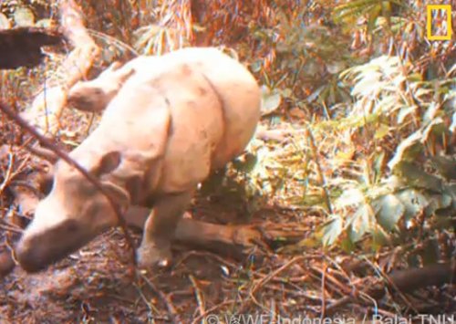 Nosorożec jawajski (Rhinoceros sondaicus) uznawany jest za jedno z najrzadszych, a przy tym najbardziej zagrożonych zwierząt świata został wraz z młodym przyłapany przez fotoreporterów w indonezyjskiej dżungli. Do niedawna uważano, że istnieje tylko jedna
