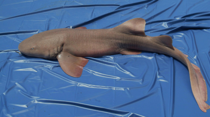 Współczesny gatunek rekina żerujacego przy dnie