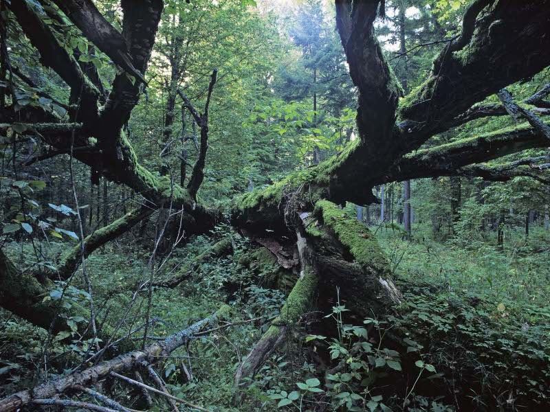 Fot: Jan Walencik; Omszony powalony pień dębu z epifitami