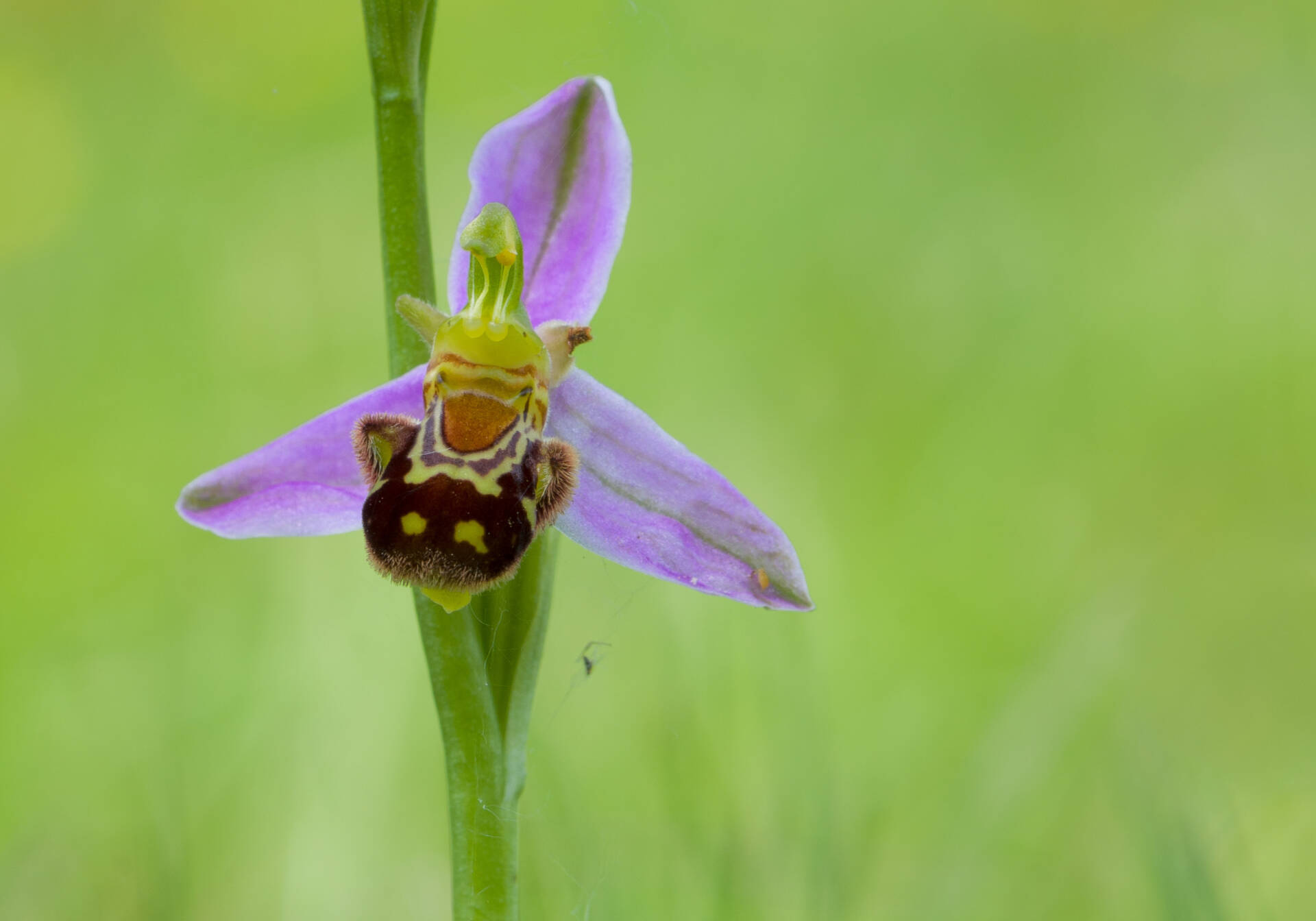 Dwulistnik pszczeli (Ophrys apifera L.) imituje wygląd samicy pszczoły, by zachęcić samca do zapylenia. Tuxyso / Wikimedia Commons / CC-BY-SA-3.0 [CC BY-SA 3.0], via Wikimedia Commons