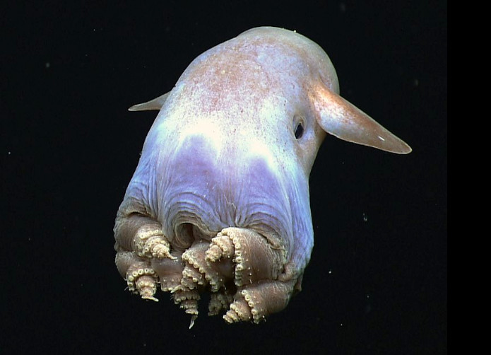 Ośmiornica dumbo (Grimpoteuthis), która używa płetwopodobnych uszu, by się przemieszczać. NOAA Okeanos Explorer / Public domain