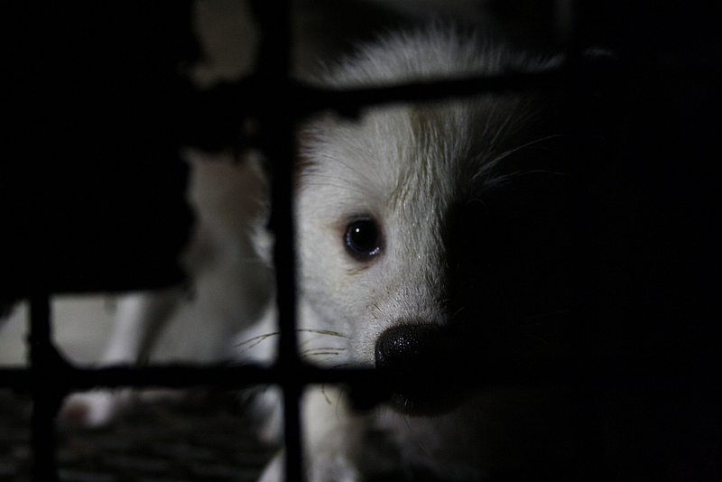 Zdjęcie pochodzi ze śledztwa prowadzonego w 2013 na fermach zwierząt futerkowych w Polsce, fot. Otwarte Klatki