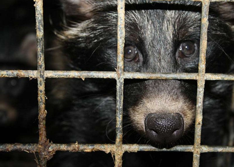 źródło: Otwarte Klatki