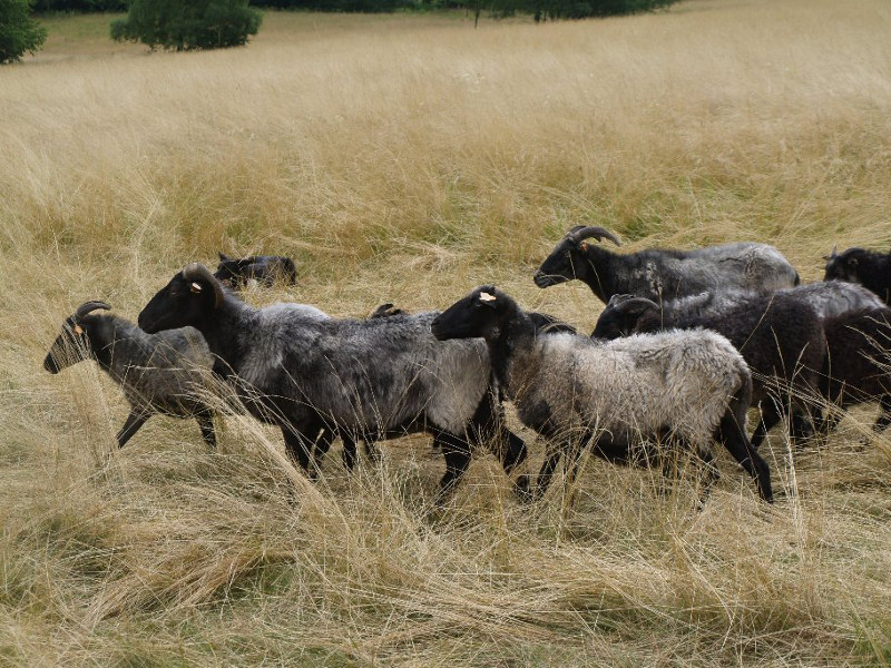 Owce jako \"żywe kosiarki\"