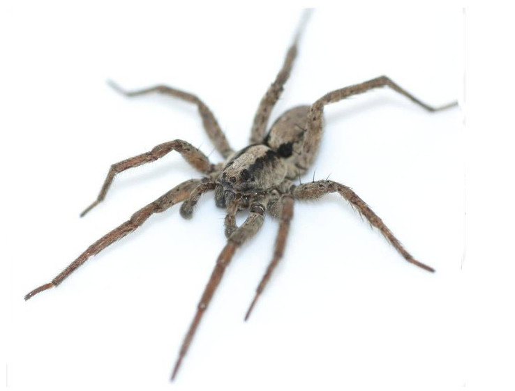 Samiec Gladicosa gulosa