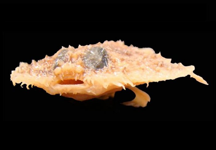 Halieutichthys intermedius, fot. Prosanta Chakrabarty, źródło: www.species.asu.edu