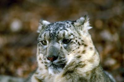 Pantera śnieżna,Uncia uncia,Snow Leopard