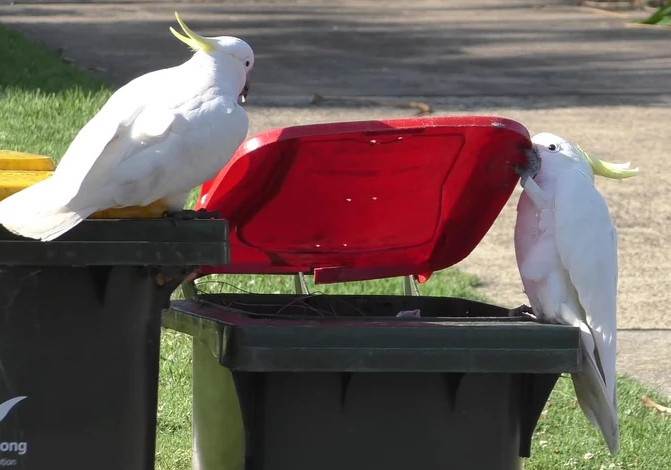 Kakadu w Sydney nauczyły się, jak otwierać kosze, by szukać jedzenia. © MPI ds. zachowań zwierząt/ B. Klump