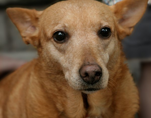 fot. Roregan/ Wikipedia CC