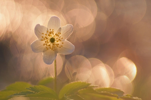 Wyróżnienie w konkursie Zdjęcie Roku 2010 portalu Ekologia.pl/Fot. Bartosz Dubiel