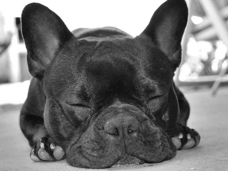 Buldog francuski