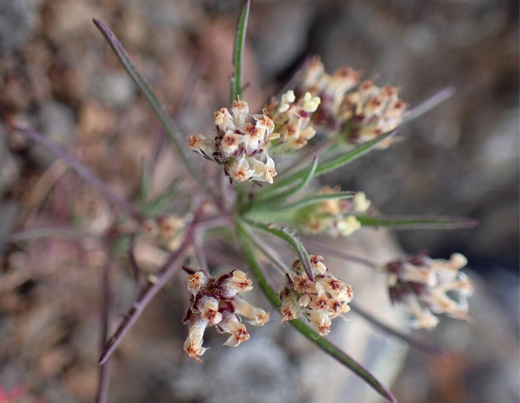 Babka płesznik wykazuje wiele cennych właściwości prozdrowotnych. Krzysztof Ziarnek, Kenraiz [CC BY-SA 4.0], via Wikimedia Commons