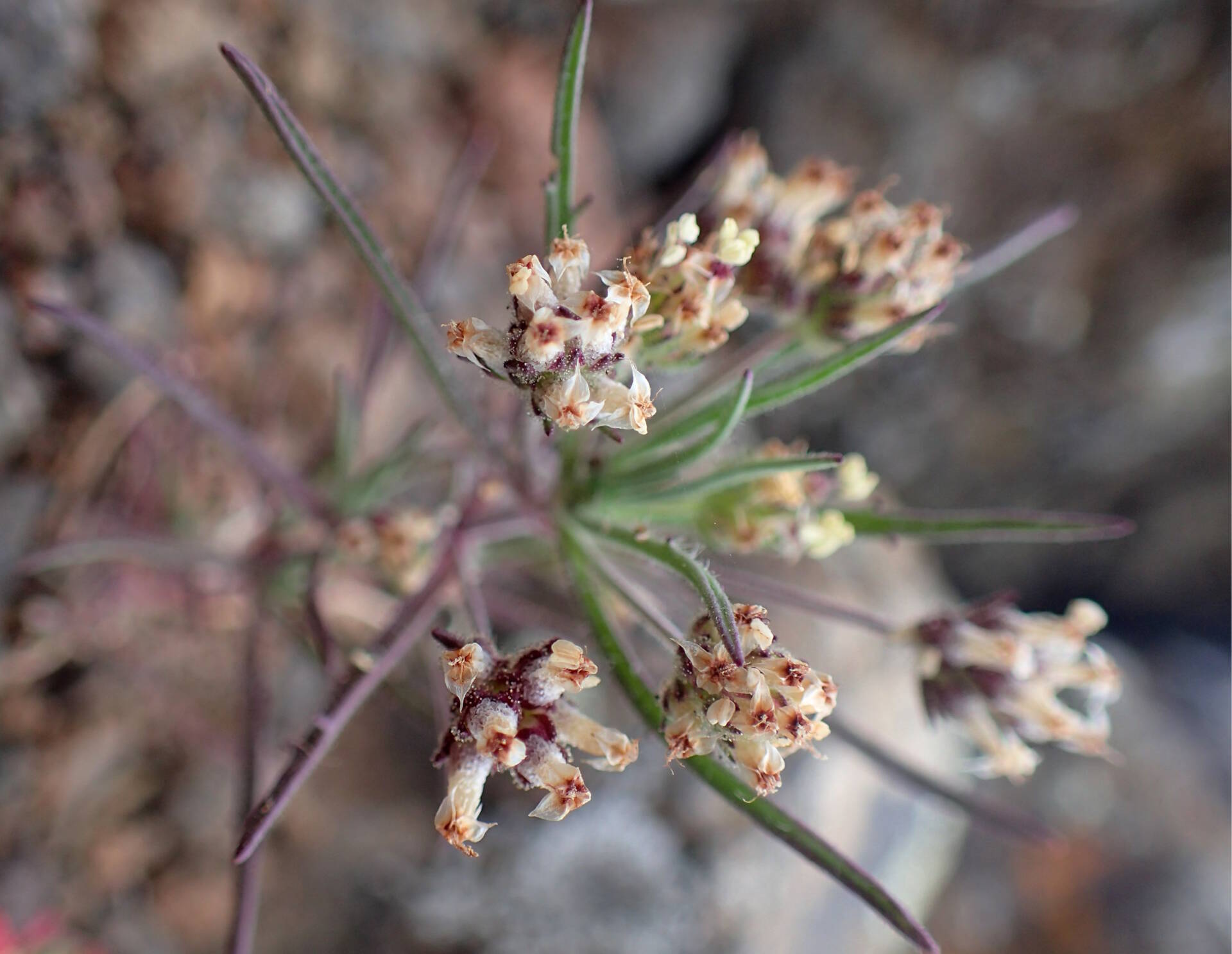 Babka płesznik wykazuje wiele cennych właściwości prozdrowotnych. Krzysztof Ziarnek, Kenraiz [CC BY-SA 4.0], via Wikimedia Commons