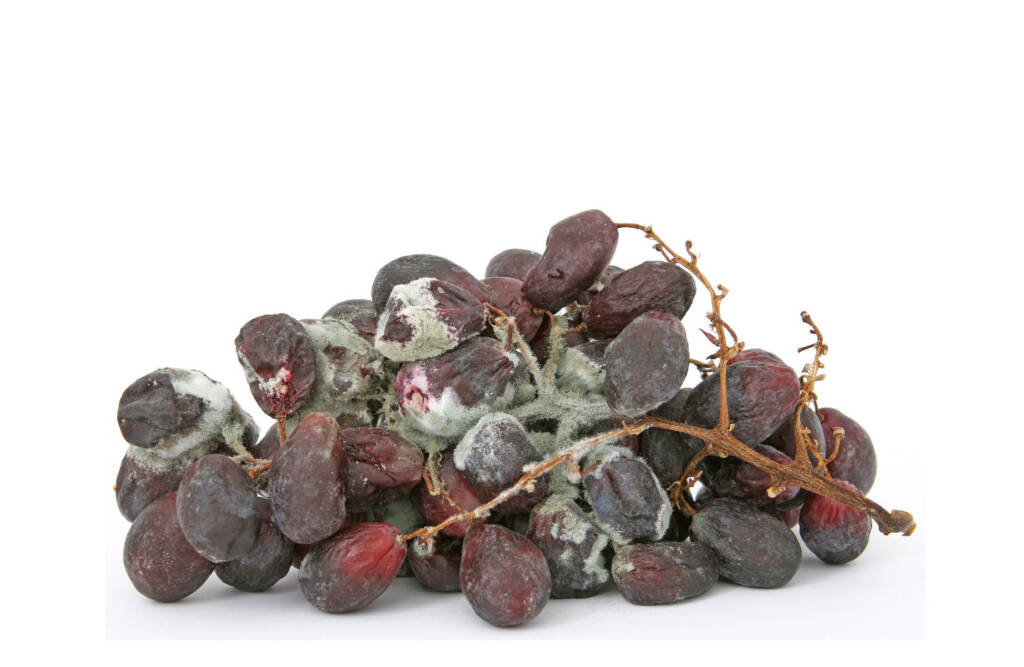 Pędzlak - grzyb, z którego wyizolowano penicylinę, atakuje głównie owoce, tworząc na nich zielonkawą pleśń. By Meditations via Pixabay CC0Pędzlak - grzyb, z którego wyizolowano penicylinę, atakuje głównie owoce, tworząc na nich zielonkawą pleśń. By Medita