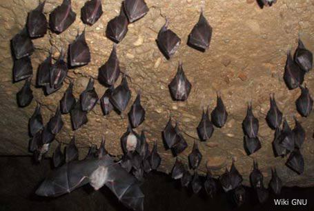 Gatunek pod ochroną Podkowiec mały (Rhinolophus hipposideros)