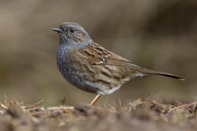 Pokrzywnica, Prunella modularis, Dunnock