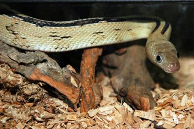 Wąż wielkooki, Bogertophis subocularis, Trans-Pecos rat snake