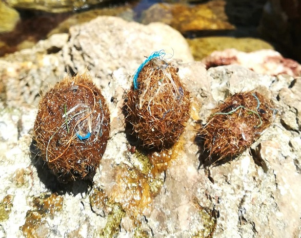 Kulki Posidonia Neptune, źródło: https://www.ub.edu/web/portal/en/