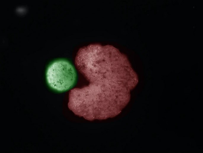 Zaprojektowany przez sztuczną inteligencję organizm „rodzicielski” (kształt C; czerwony) obok komórek macierzystych, które zostały skompresowane w kulkę („potomstwo”; zielony). Źródło: Douglas Blackiston i Sam Kriegman/wyss.harvard.edu