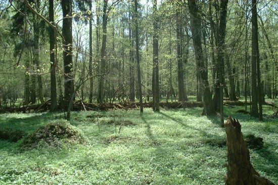 Puszcza Białowieska, fot. Merlin, Wikipedia CC