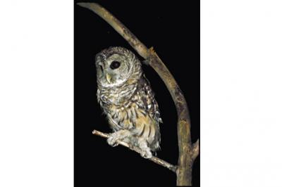 Puszczyk kreskowany, Strix varia, Barred Owl