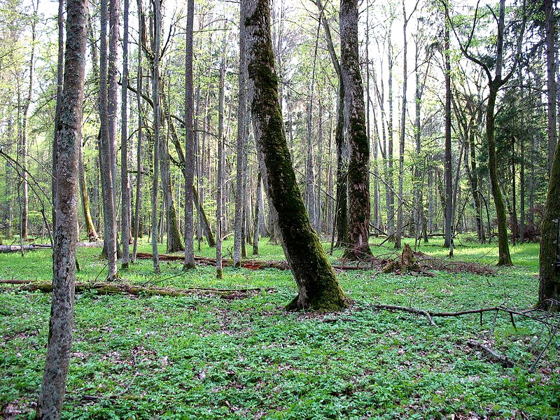 Równiny moreny dennej, pokryte lasami liściastymi, stanowią główny typ krajobrazu puszczy, fot. Nemo5576/Wikipedia CC