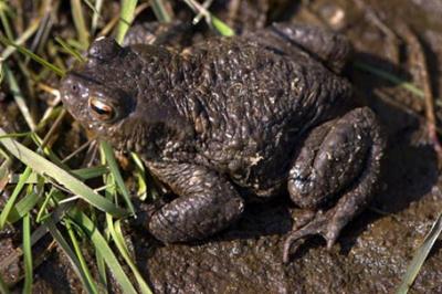 Ropucha szara, Bufo bufo, common toad