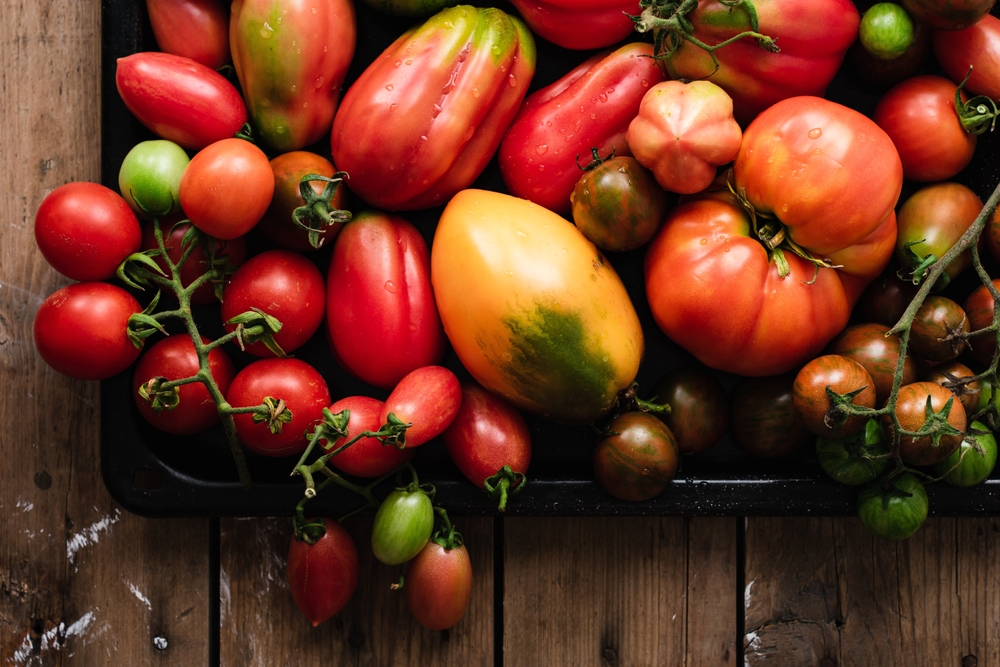 Różne odmiany pomidorów. Źródło: shutterstock