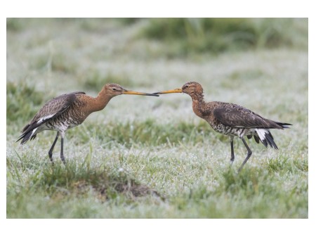 Rycyk, fot. Bildagentur Zoonar GmbH/Shutterstock