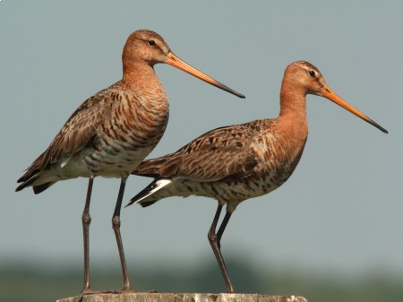 Rycyk, fot. Bildagentur Zoonar GmbH/Shutterstock
