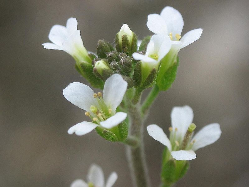 Rzodkiewnik pospolity (Arabidopsis thaliana), fot. Alberto Salguero Quiles en Getafe (Madrid), Españ/Wikipedia cC