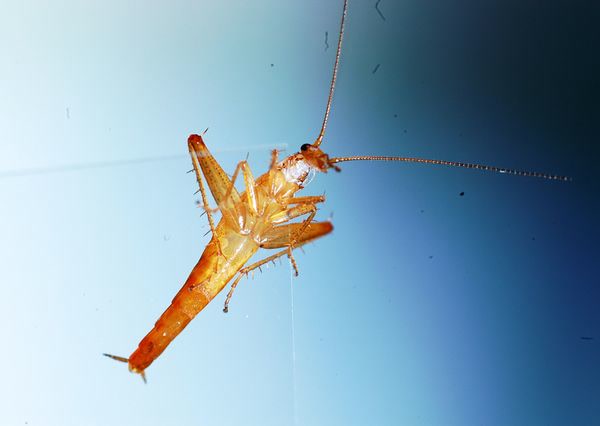 Saltoblattella montistabularis, fot, Mike Pike, (University of Cape Town)