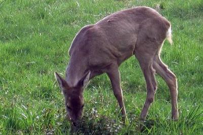 Sarna,Capreolus capreolus,Roe Deer