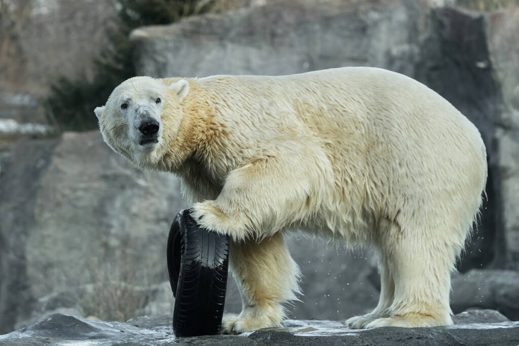 Niedźwiedź polarny w Schonbrunn Zoo, fot. Kacper Kowalczyk