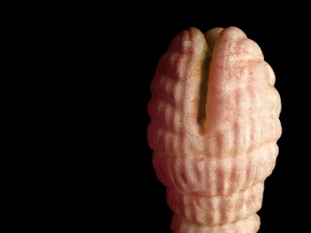 Dipyllobothrium latum pod mikroskopem - Ilustracja 3D, źródło: shutterstock
