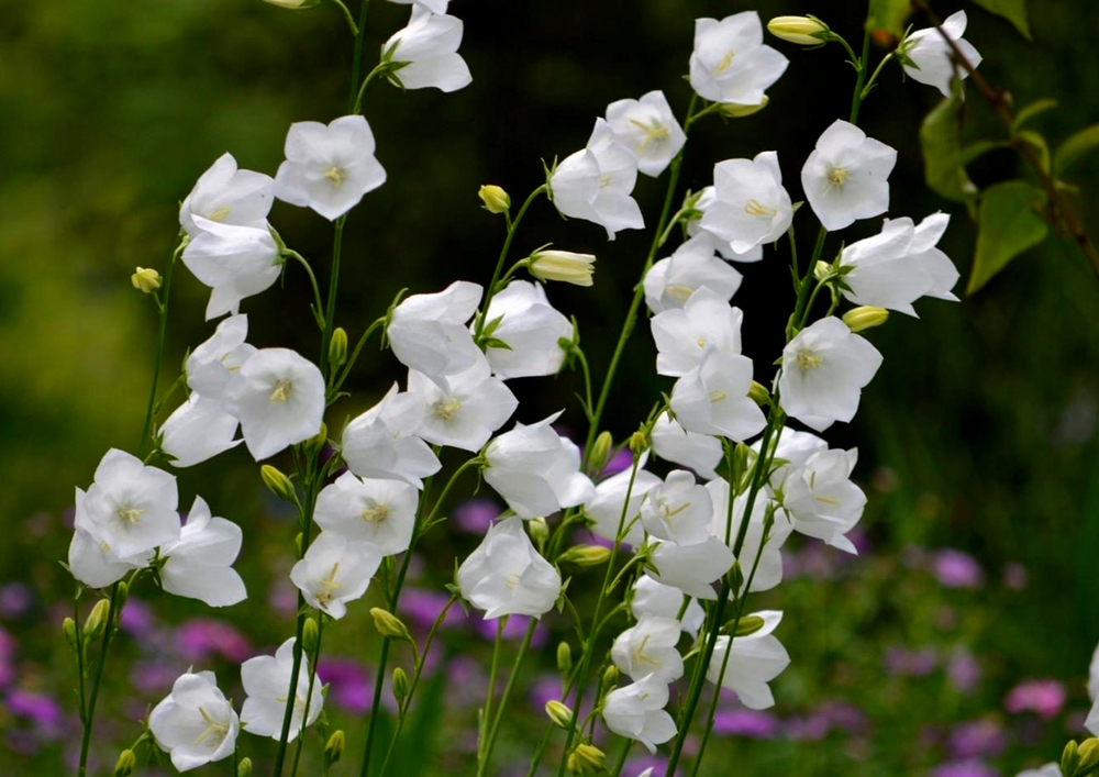 Dzwonek brzoskwiniolistny (Campanula persicifolia). Źródło: shutterstock