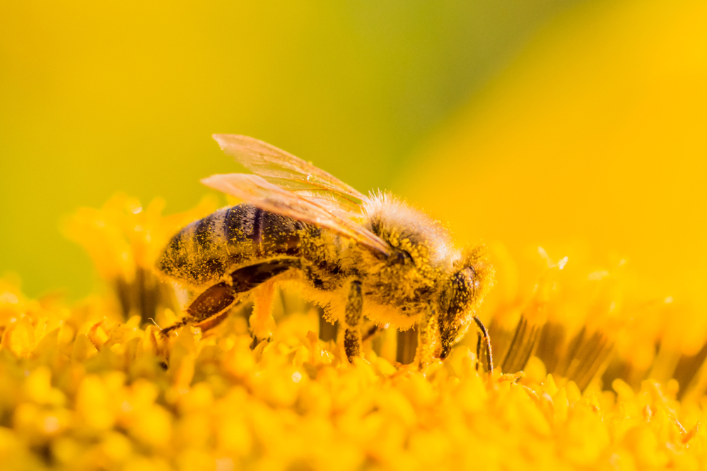 Pszczoła zbierająca pyłek, fot. shutterstock