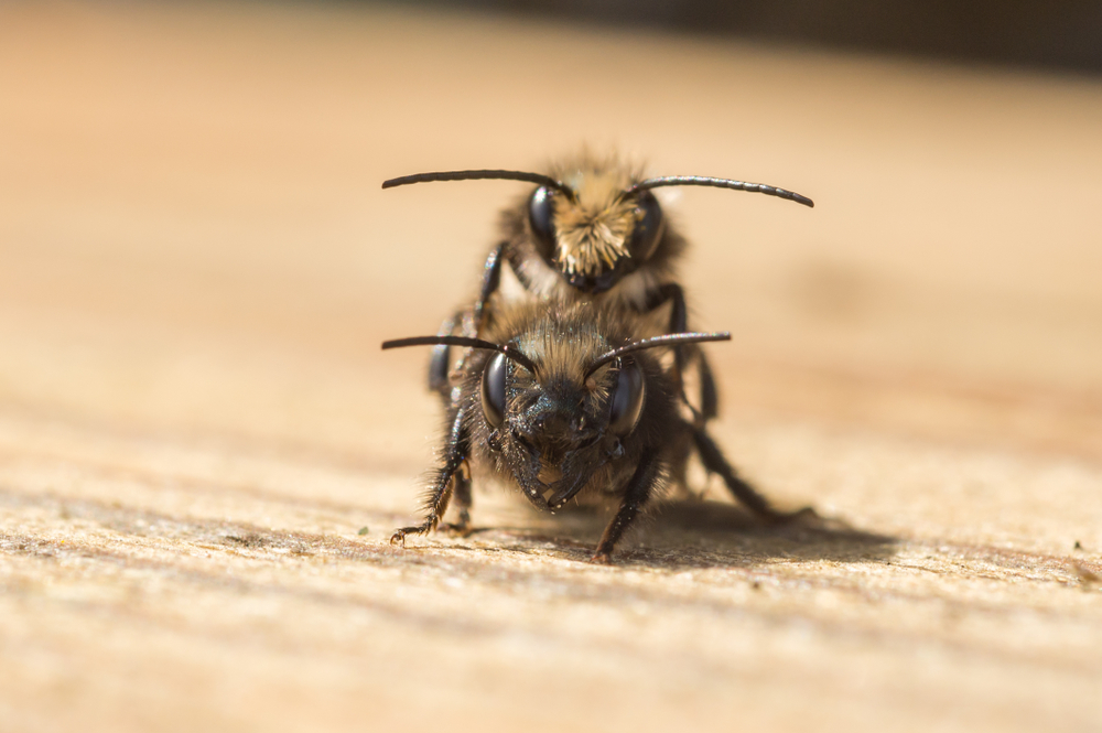 Osmia lignaria, fot. shutterstock